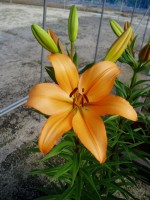 [1670 IndianDiamond No01.JPG]